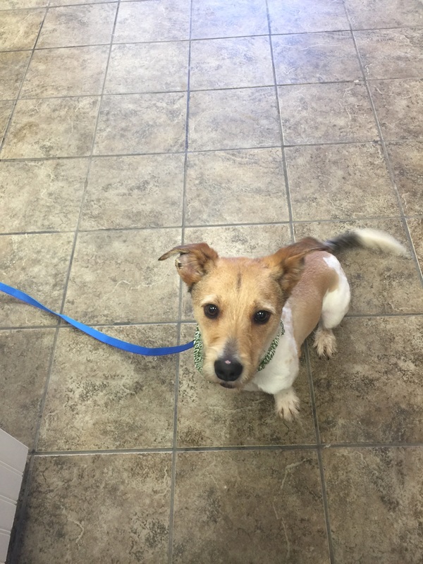 Dog portrait after a grooming appointment