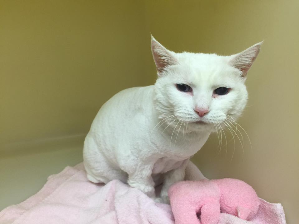 Freshly groomed dog looking at the camera