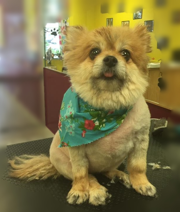 Freshly groomed pet after a bath and trim