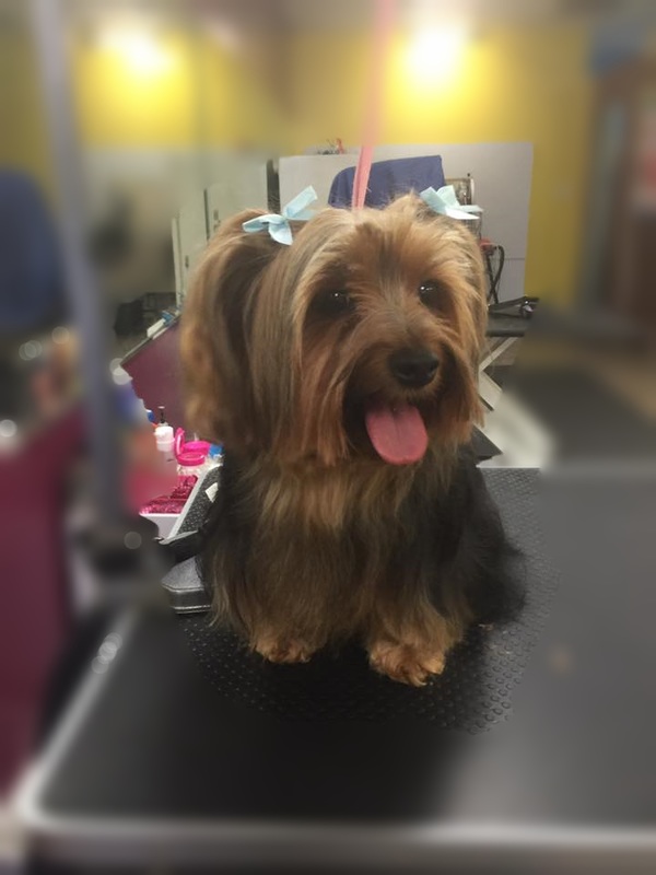 Styled pet sitting for a portrait